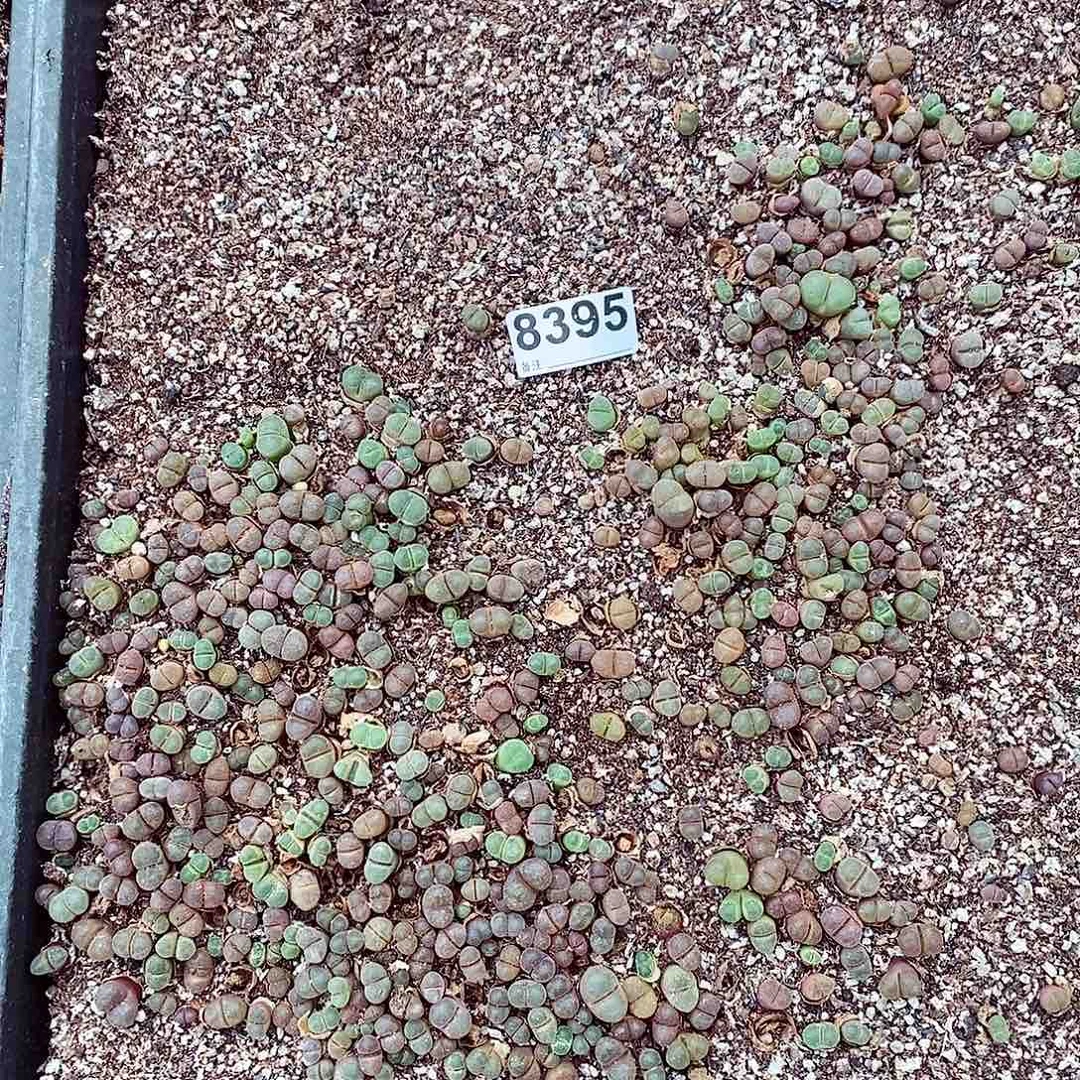 风铃清筐脱土发货8395