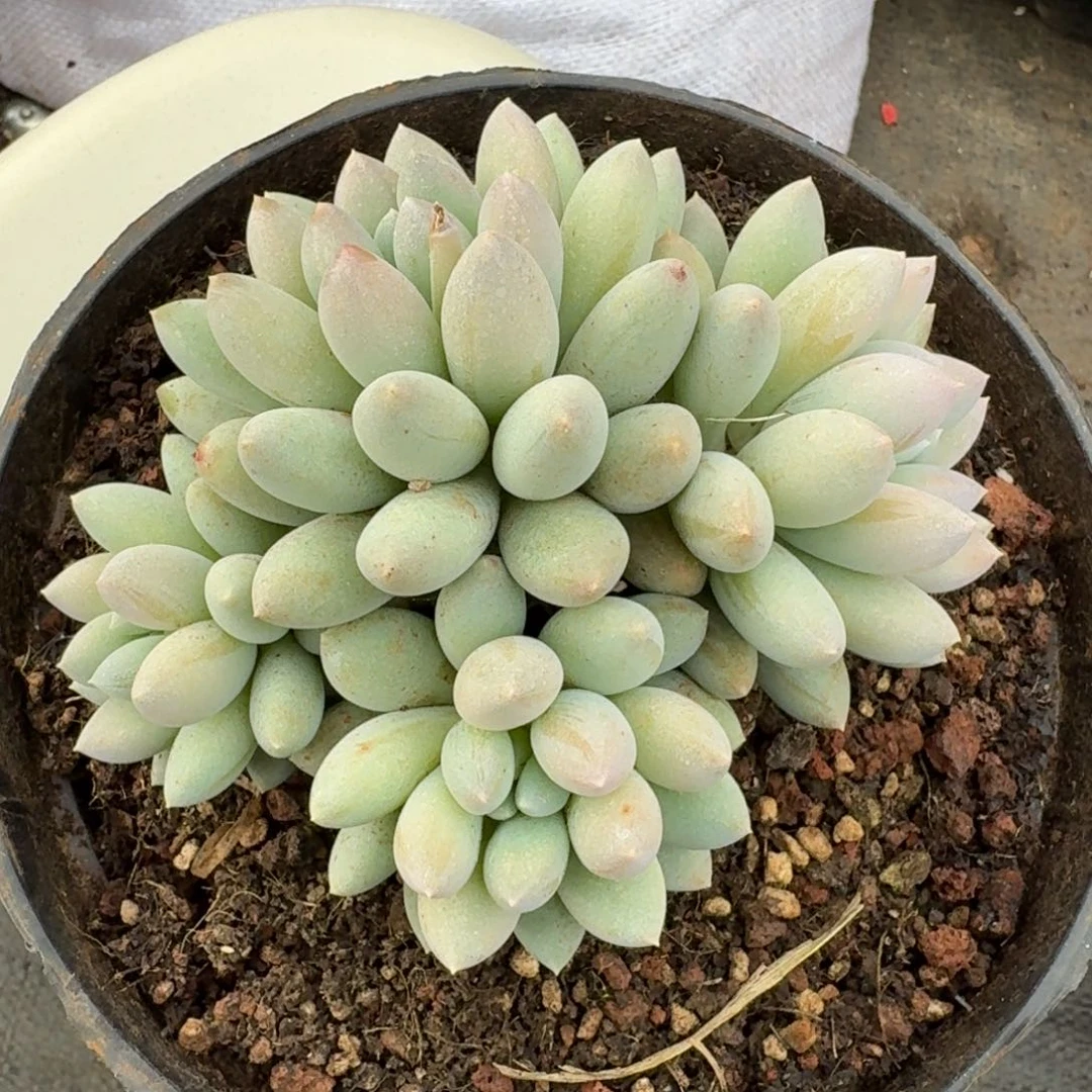 七彩奶糖小多肉植物