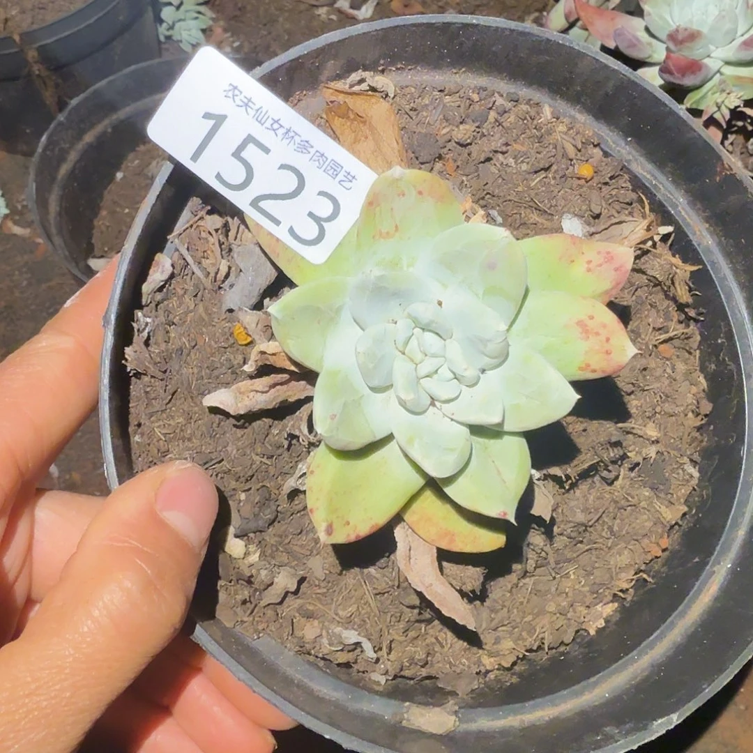 3代仙女杯多肉杂交福利