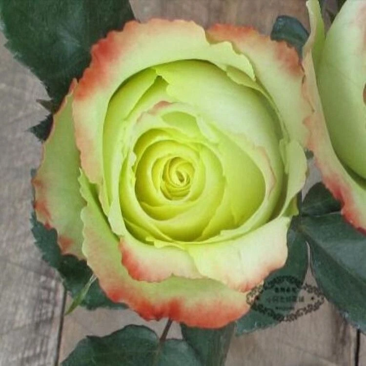 新品 苏萨月季 绿黄红色切花混合球状勤花盆栽花卉阳台庭院月季带