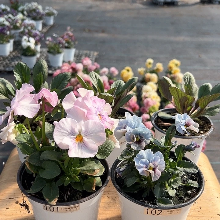 水晶抖音直播闪拍101-102