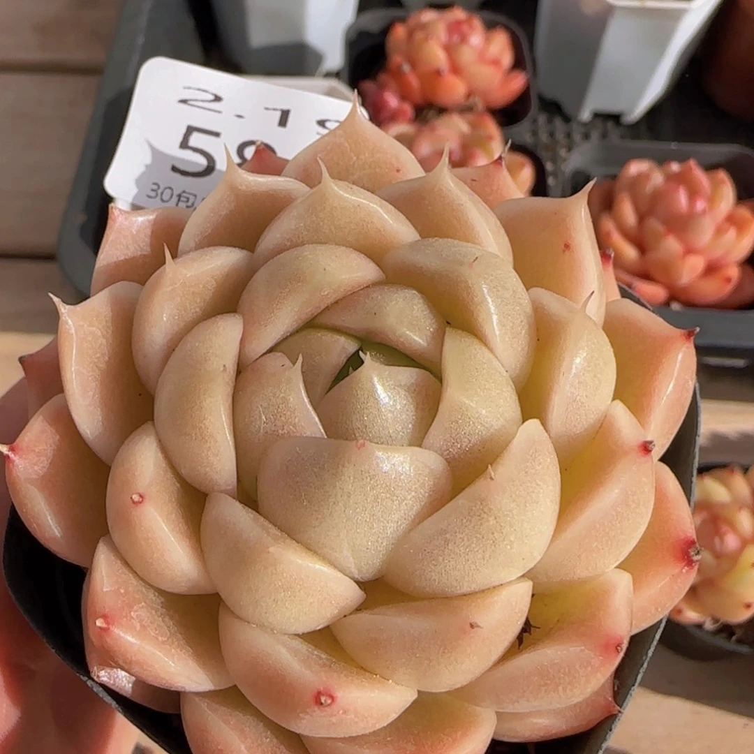 包子麦秆七公分单头