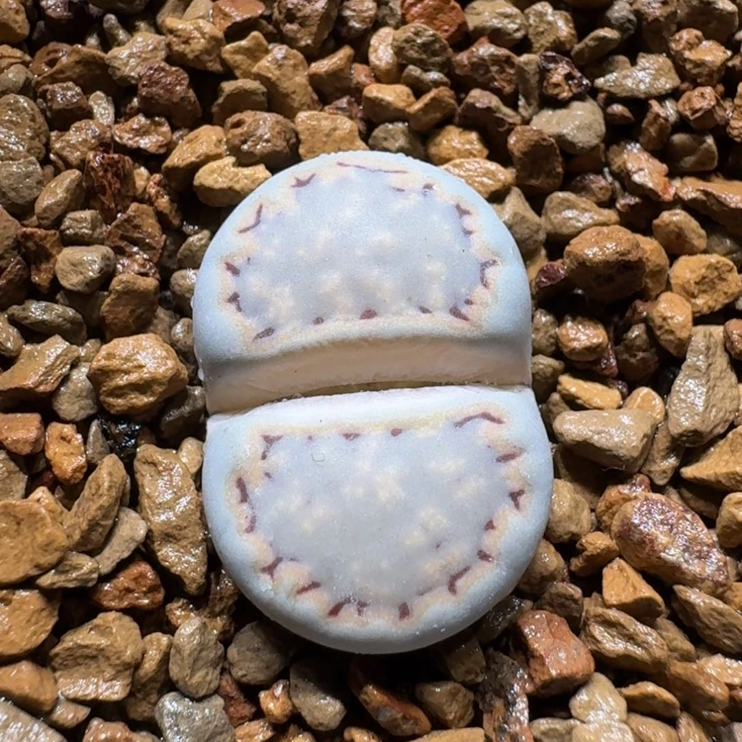 西**风0118-10饼干1621.6花花