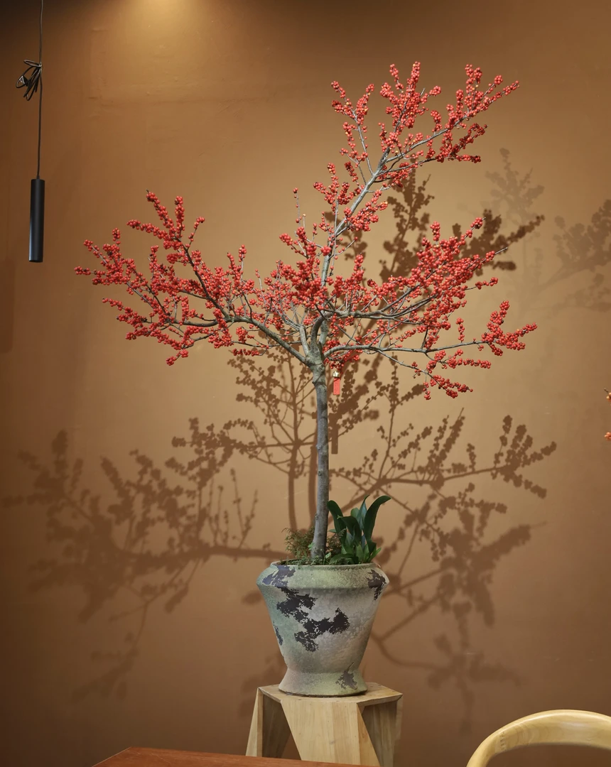 【美美精选年宵花】北美冬青 室内盆景