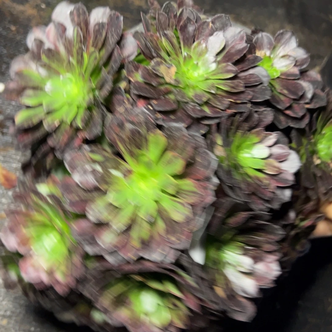 75莫兰迪多肉嘻嘻嘻