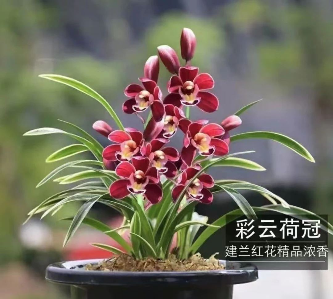 【彩云荷冠】矮种金边四季兰 5年老种苗 高端铭品 花艺双全浓香