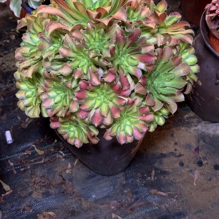 040多肉植物一物一拍