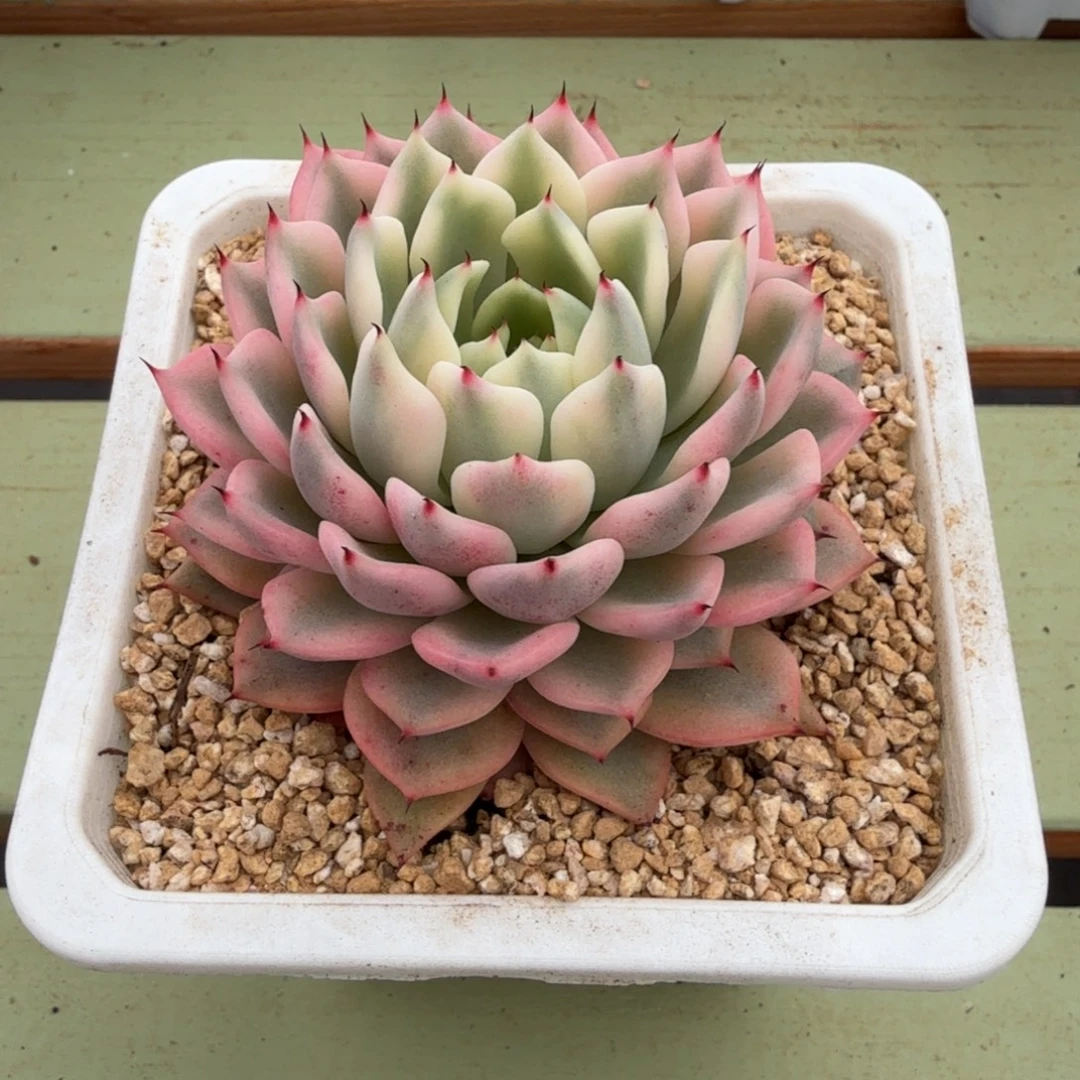 吉尔巴玫瑰锦锦上园艺一物一拍