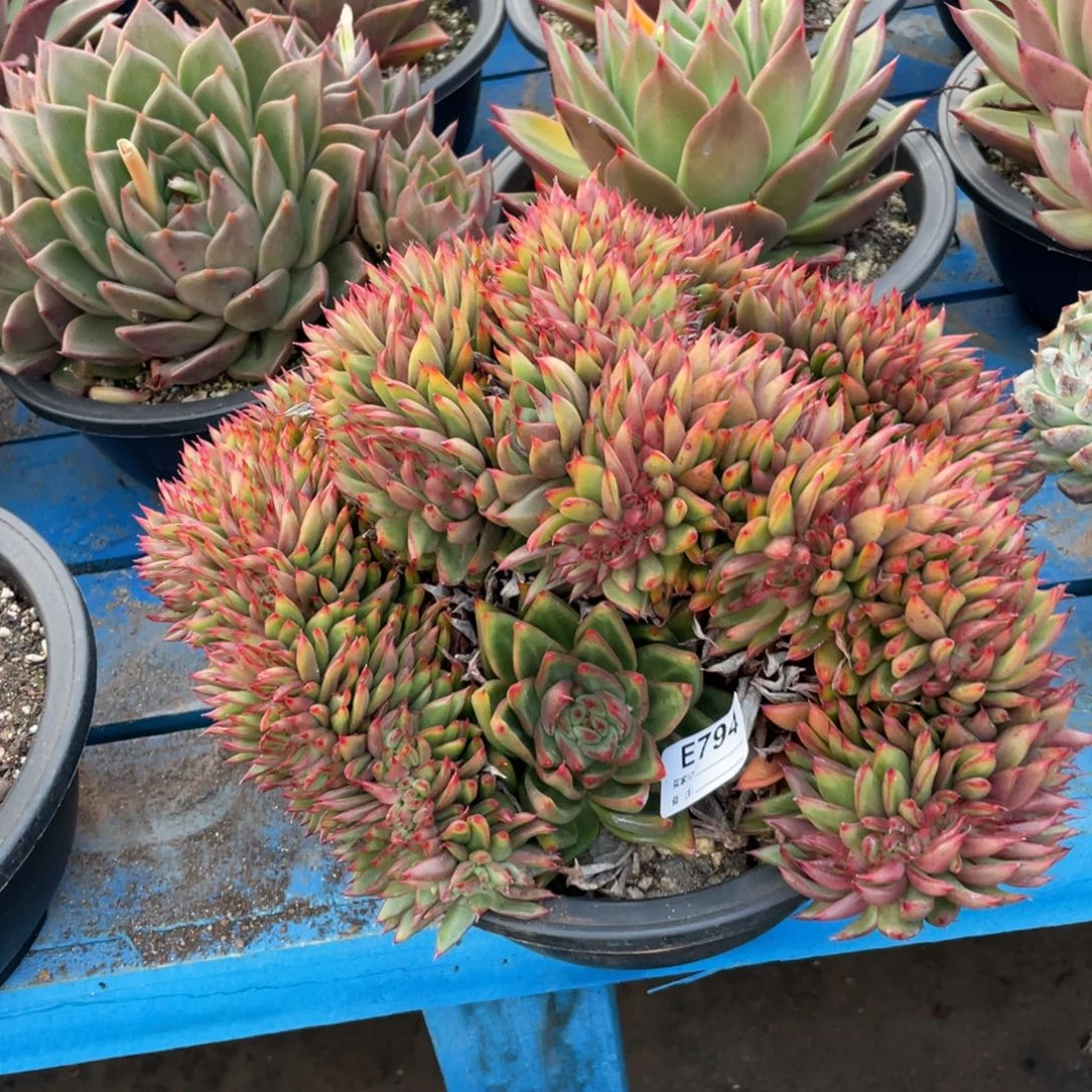 无花朵若如东云组拍E794