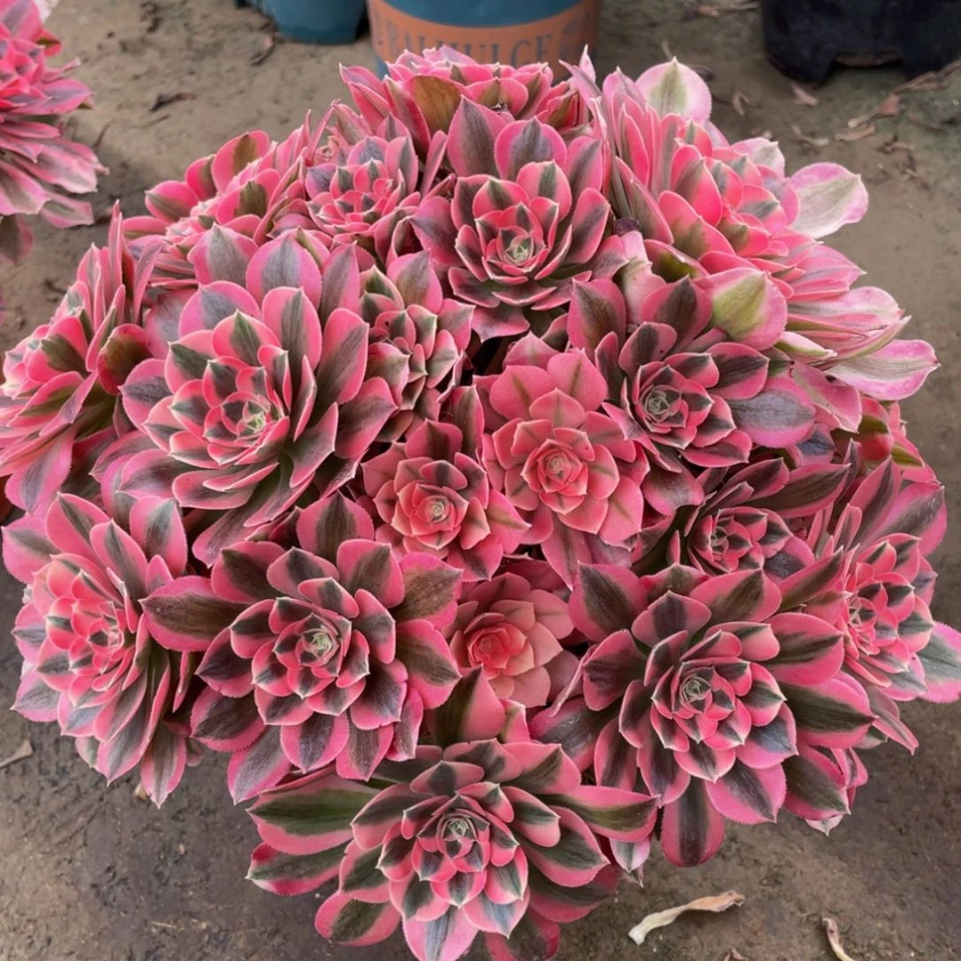 934粉女巫绣球精品法师多肉