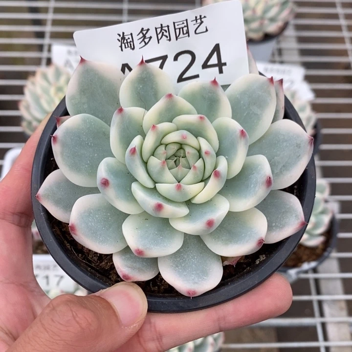 吉娃娃锦多肉植物A724