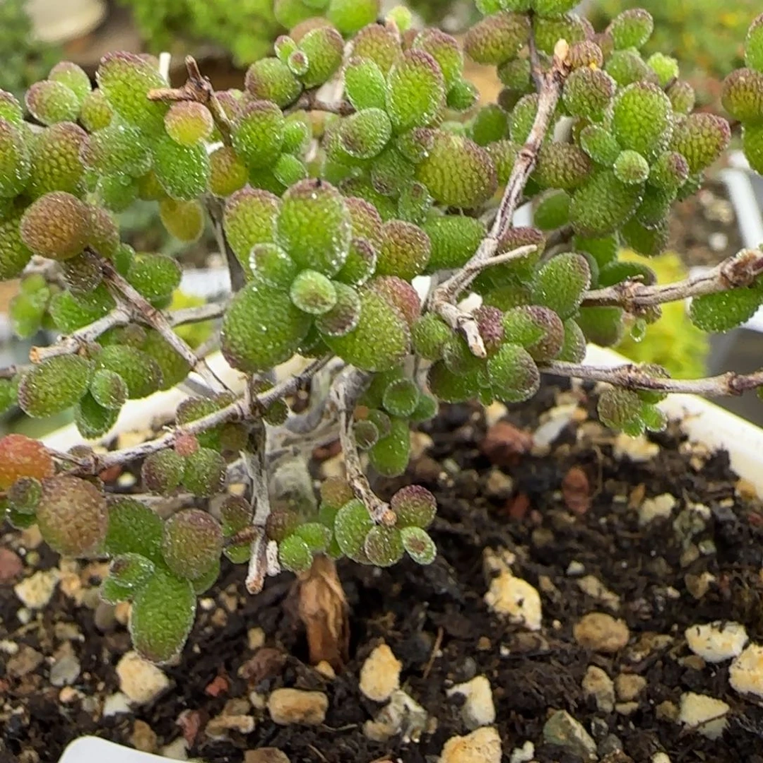 dy0243冰糖一物一拍福利