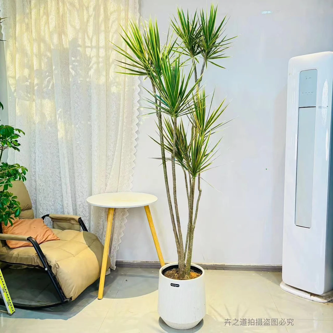 k青叶千年木龙血树属大型客厅盆栽好养耐寒耐旱好养易活