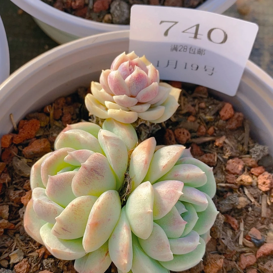 【闪购商品】云740