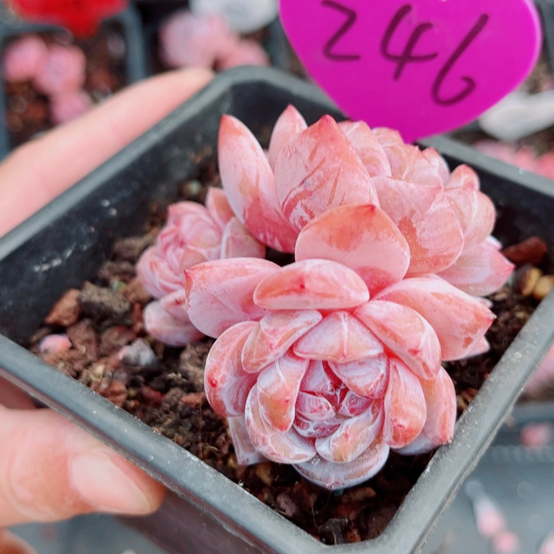 246号小老桩石榴籽星影群