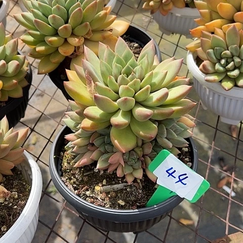 44象牙一个脱土肉