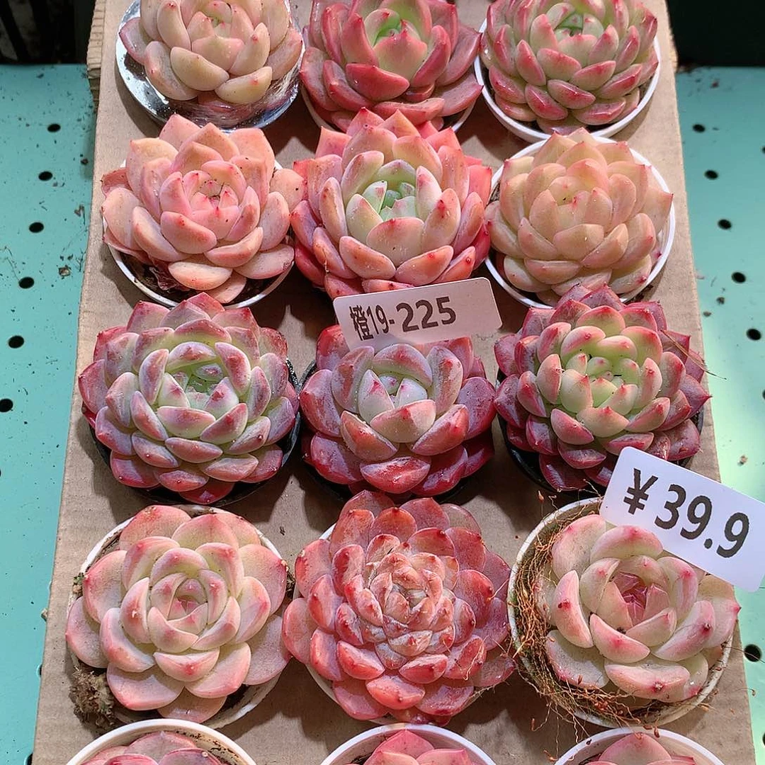 19-225一物一拍带盆18颗。