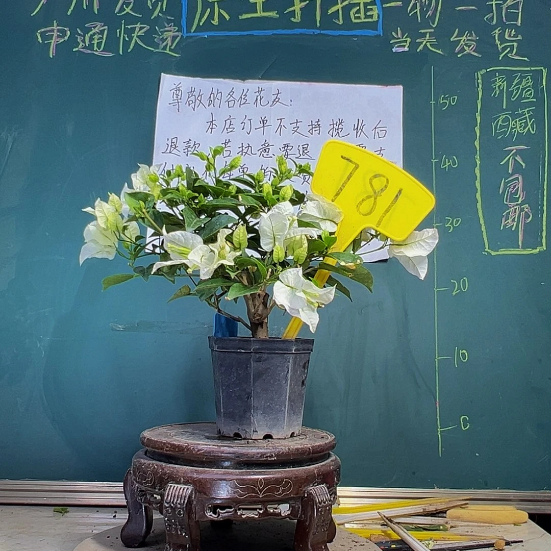 当前无花栽培后可以开花白雪公主 大宝781