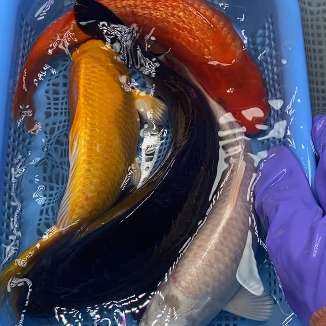 锦鲤冷水锦鲤包邮