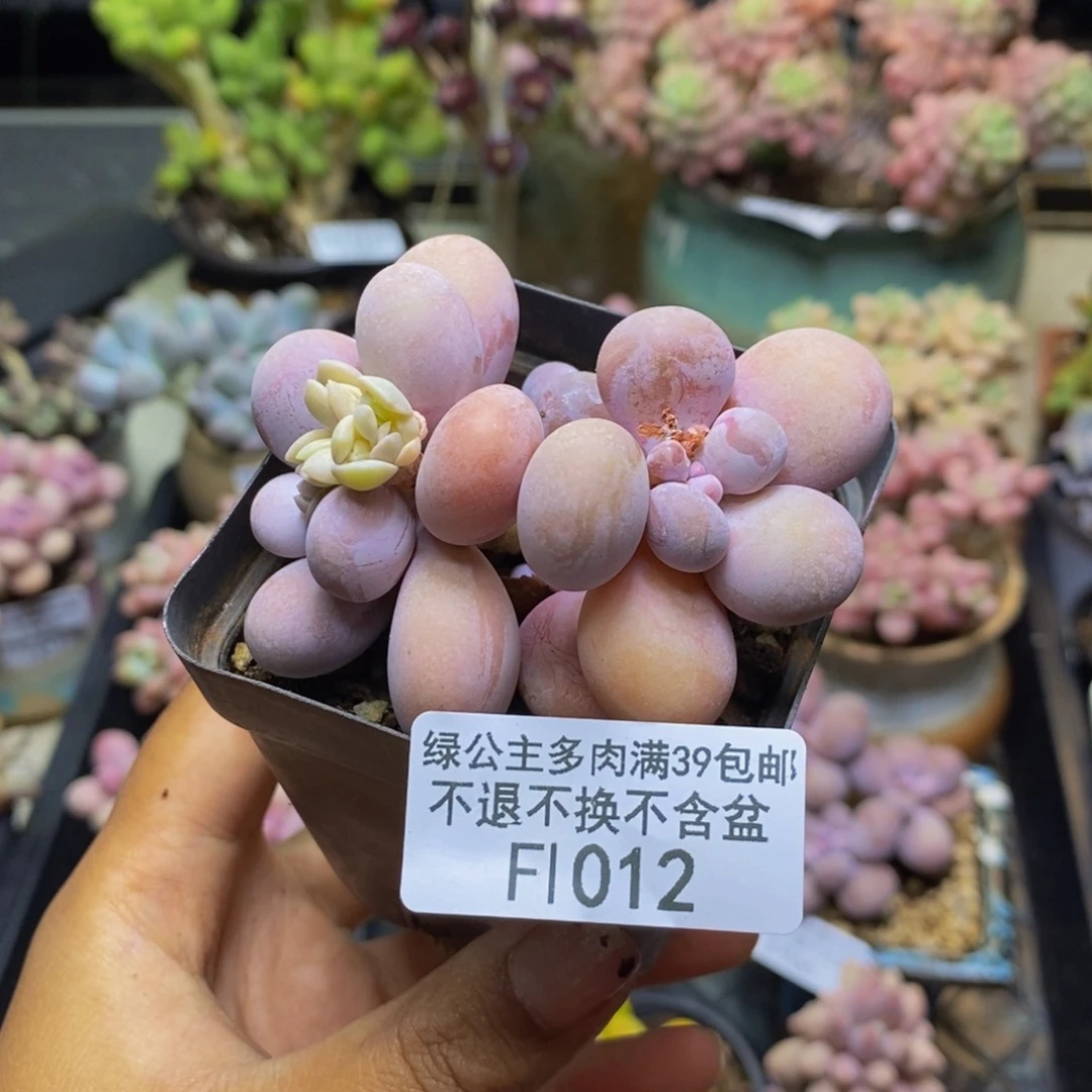 我****012橙奶多肉肉6c m