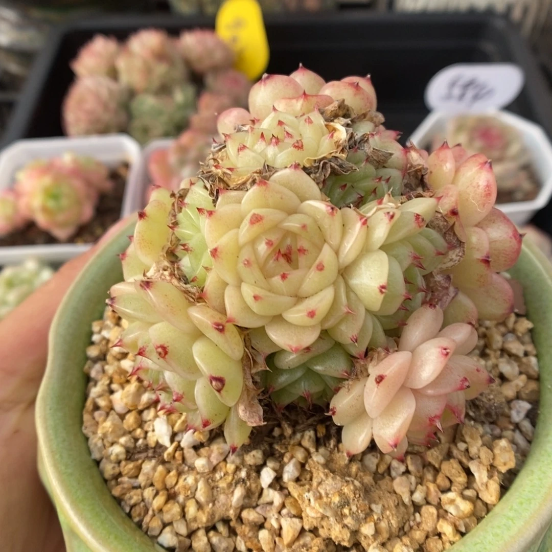 珍妮麦秆群生339号。