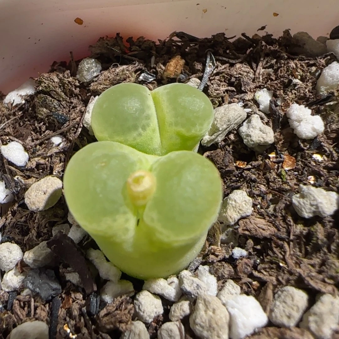 肉锥多肉植物组合-大眼睛风铃1441