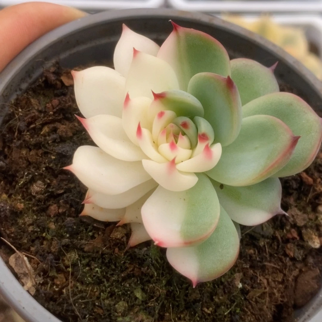 131锦锦锦锦锦锦锦锦