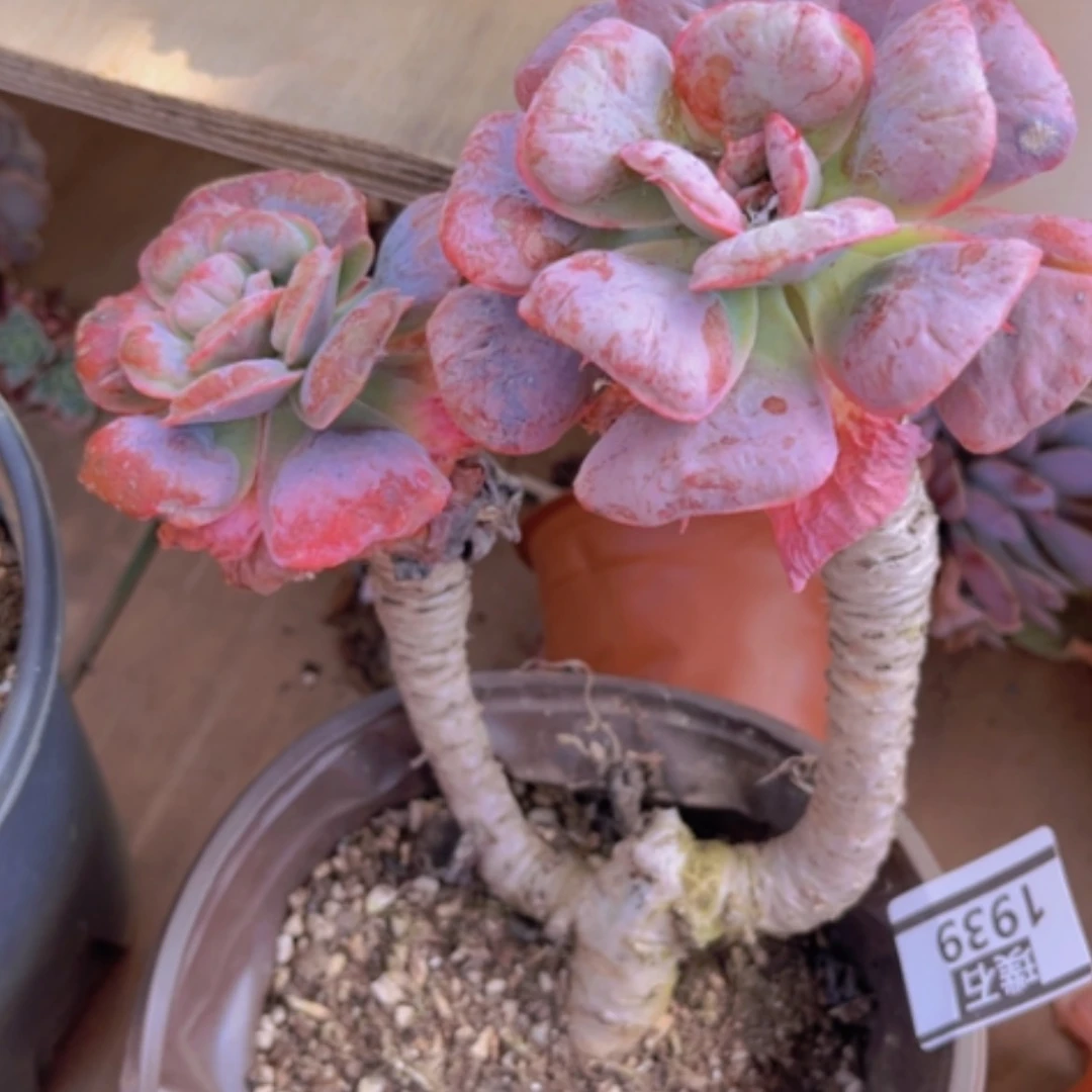 【闪购商品】星之月1939