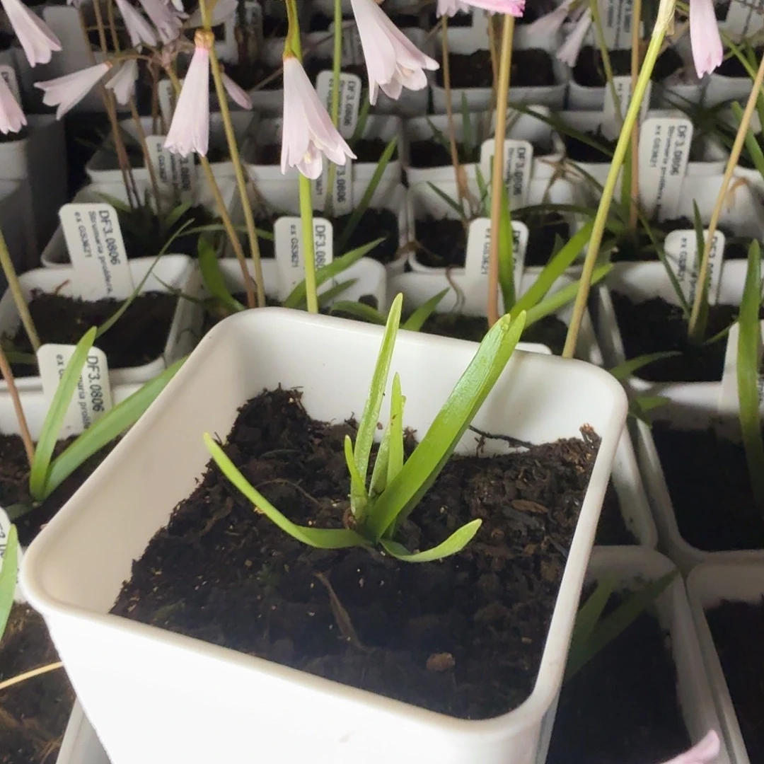 多裂柔石蒜一盆带盆