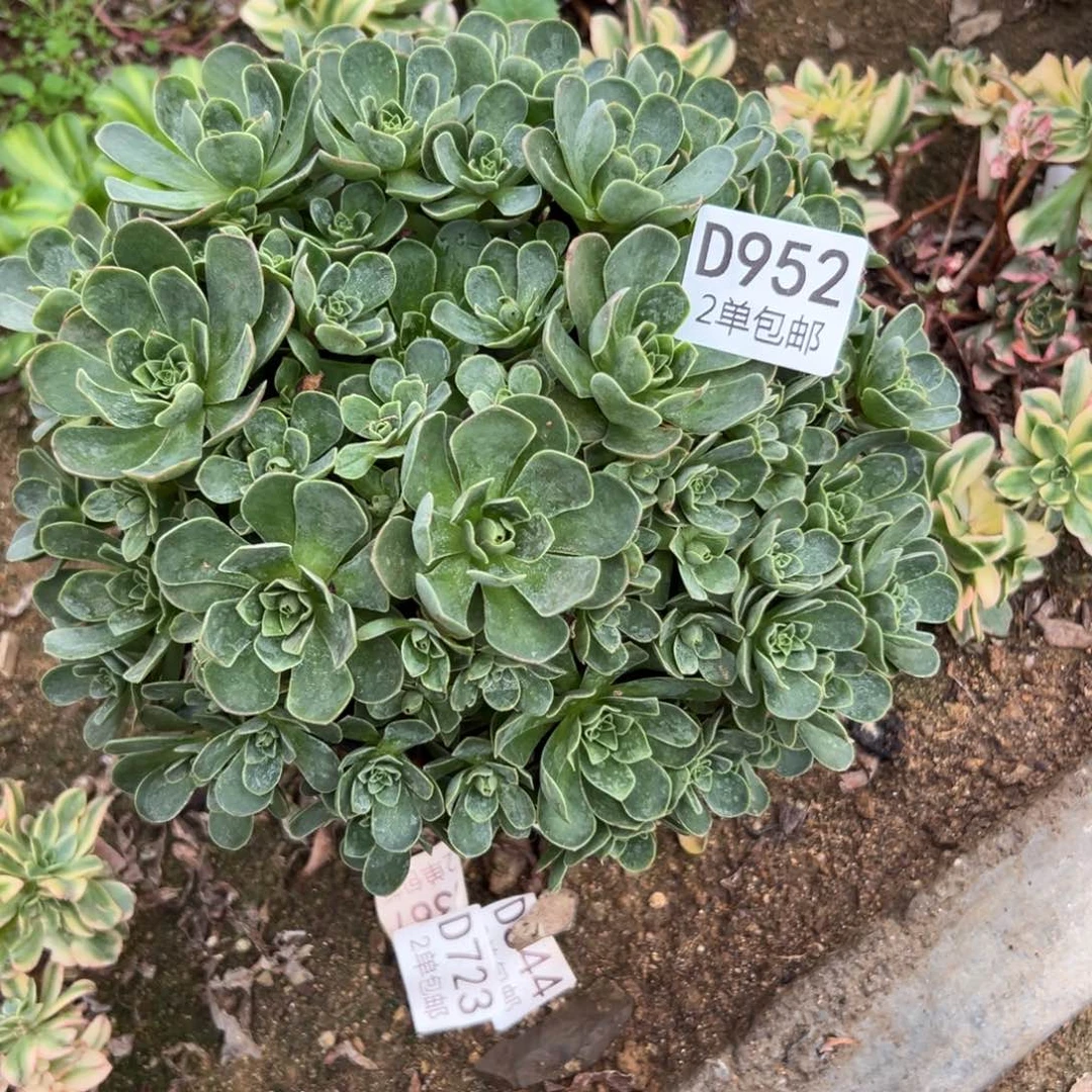 952多肉 树玫瑰不包断头