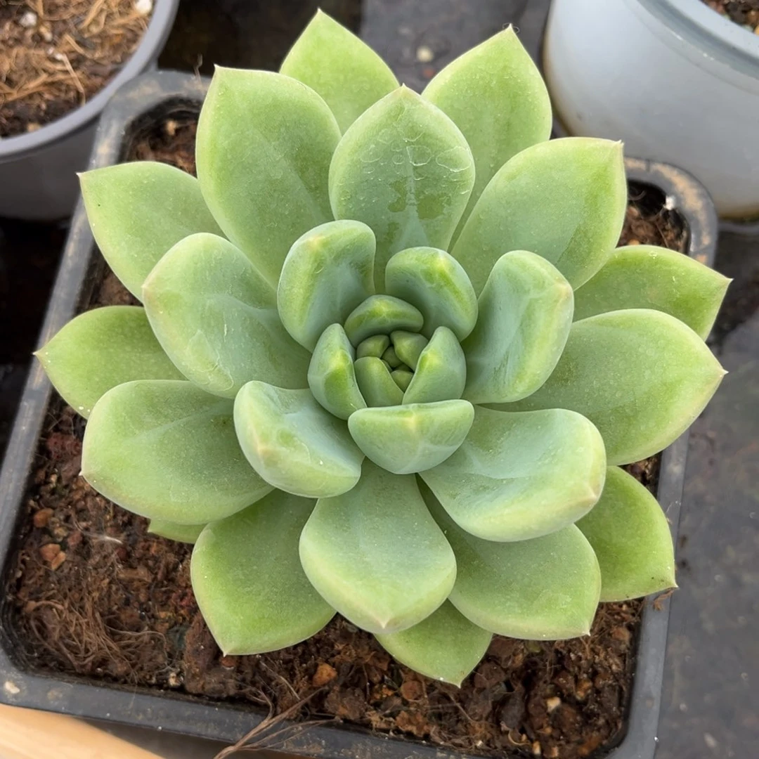 多肉植物多肉植物