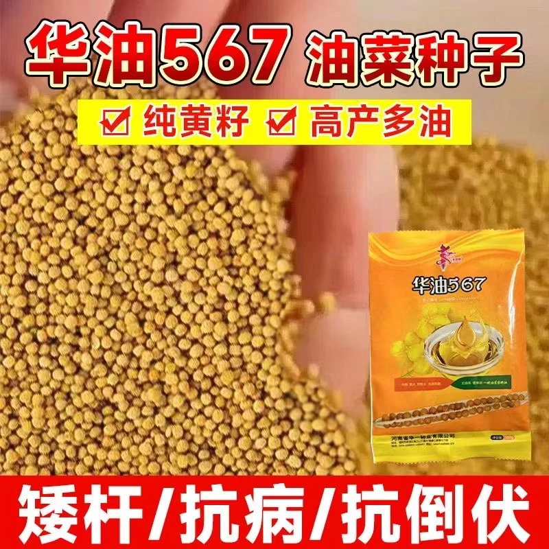 华油567优质油菜种黄籽高产抗倒伏抗病早熟矮杆强分枝油菜种子