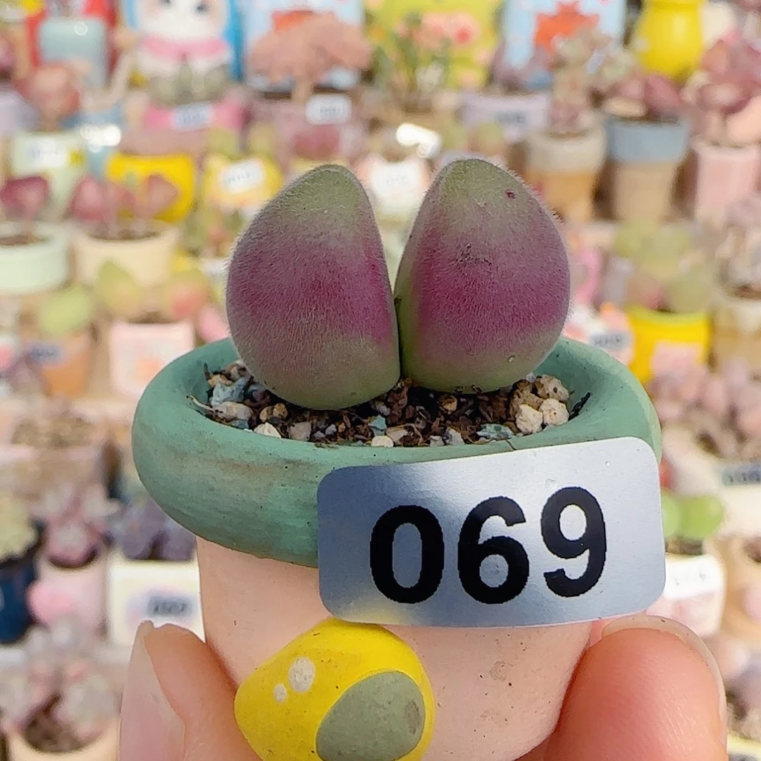 T可爱小毛翠盆口2cm