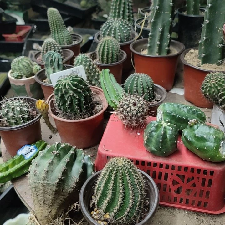 诚***麻仙人球玉牡丹侧芽
