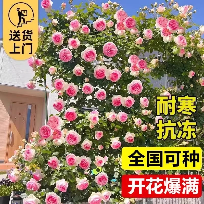 粉色龙沙宝石藤本月季庭院阳台爬藤蔷薇花苗抗病多季开花大花浓香