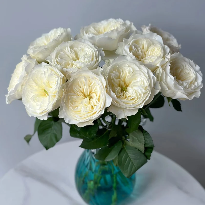 【泰勒】玫瑰【3单包邮顺丰空运/95%市区次日达】