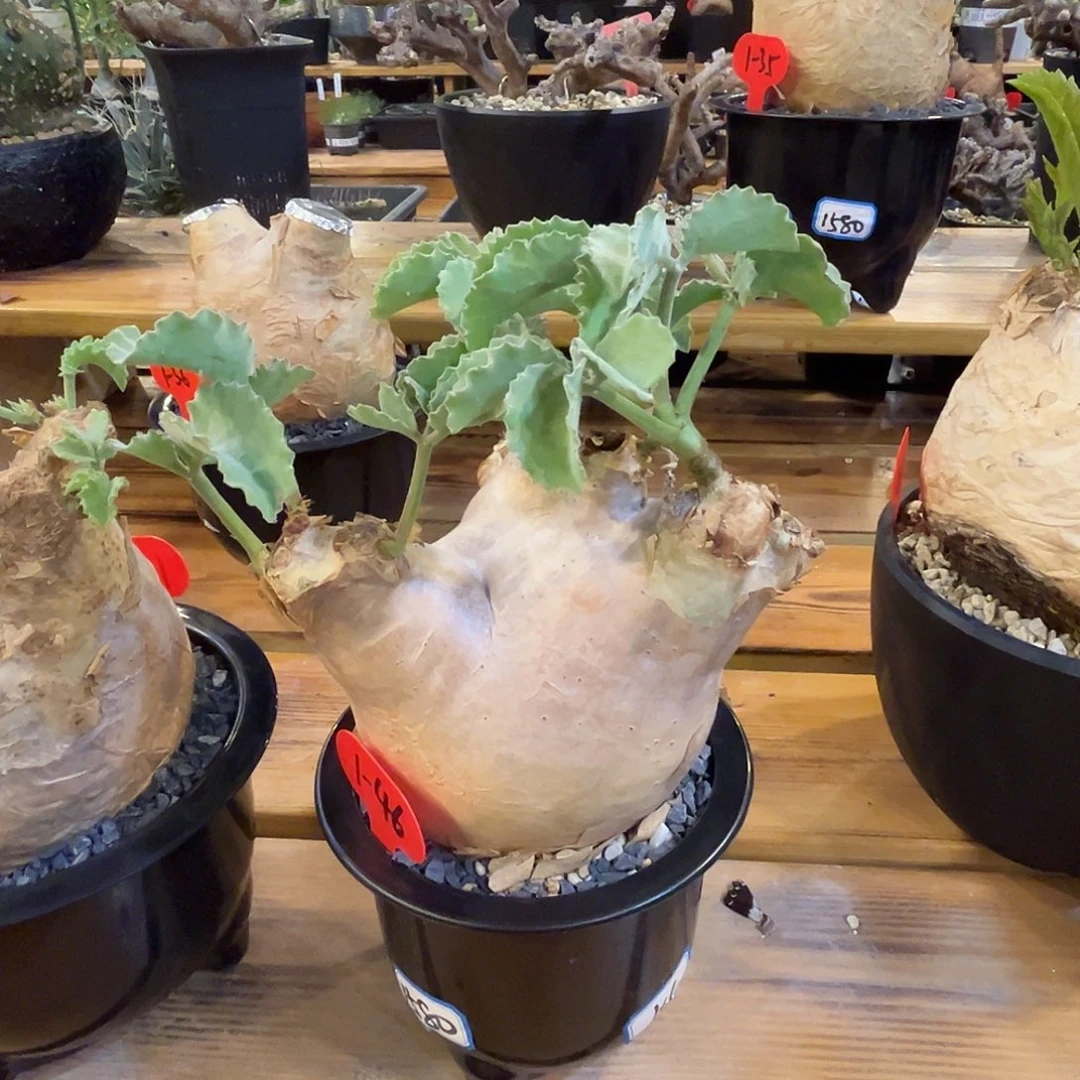 汤圆植物安格拉葡萄翁1-46原价1580