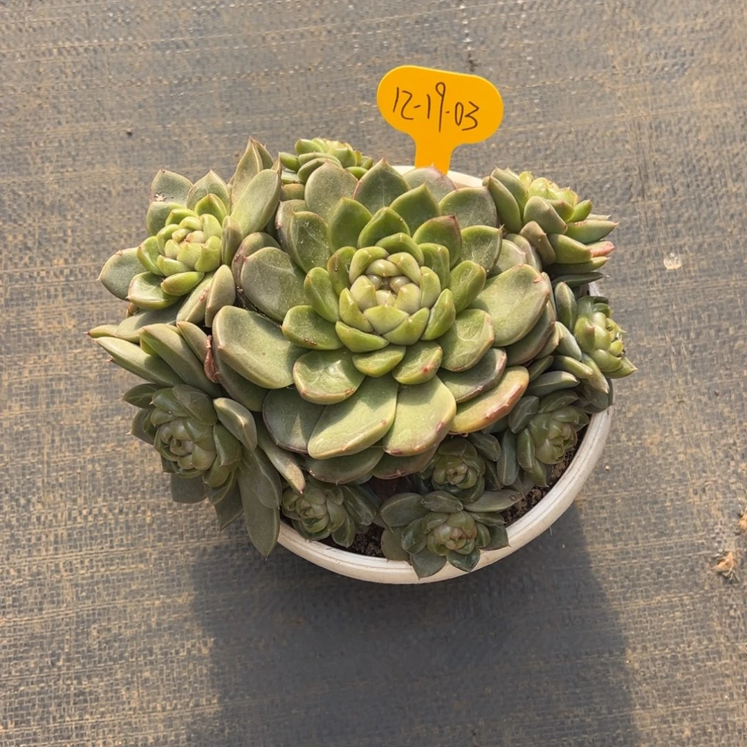 寒***&12-19-03皮埃拉珍妮多肉植物