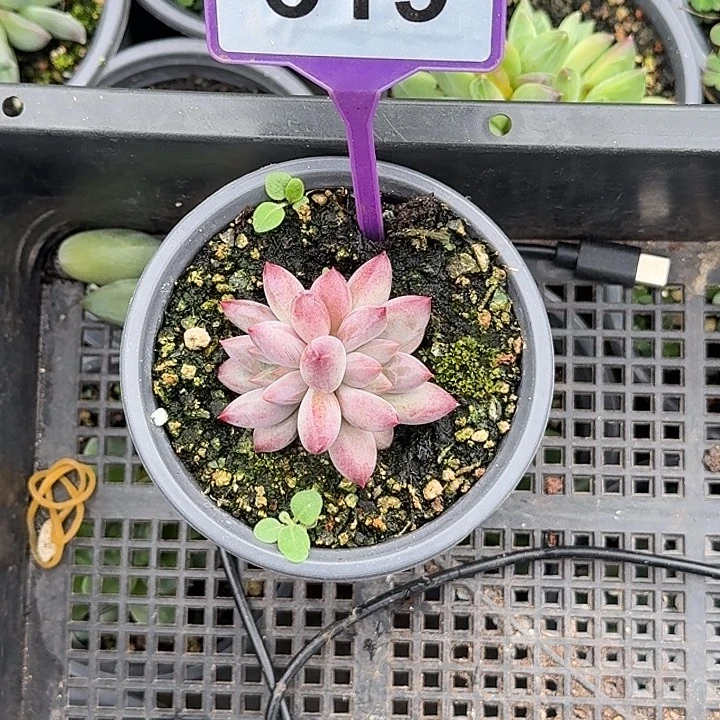 多肉植物虞美人519
