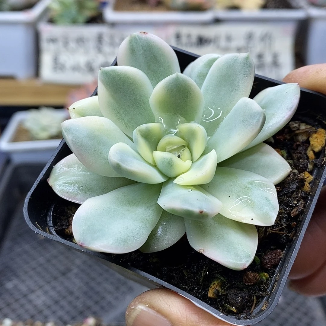 24171 雪鸢覆轮锦