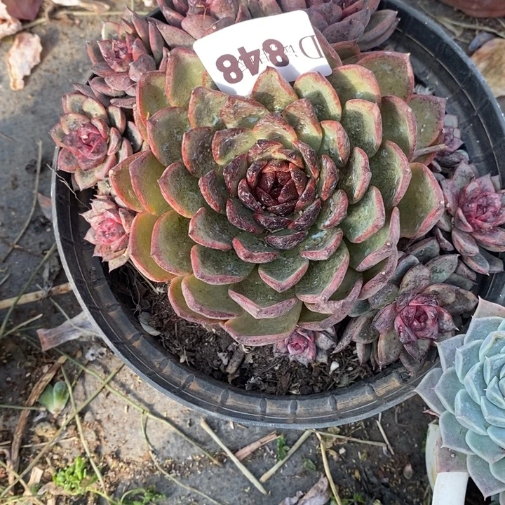 是***呀848紫水晶多肉植物