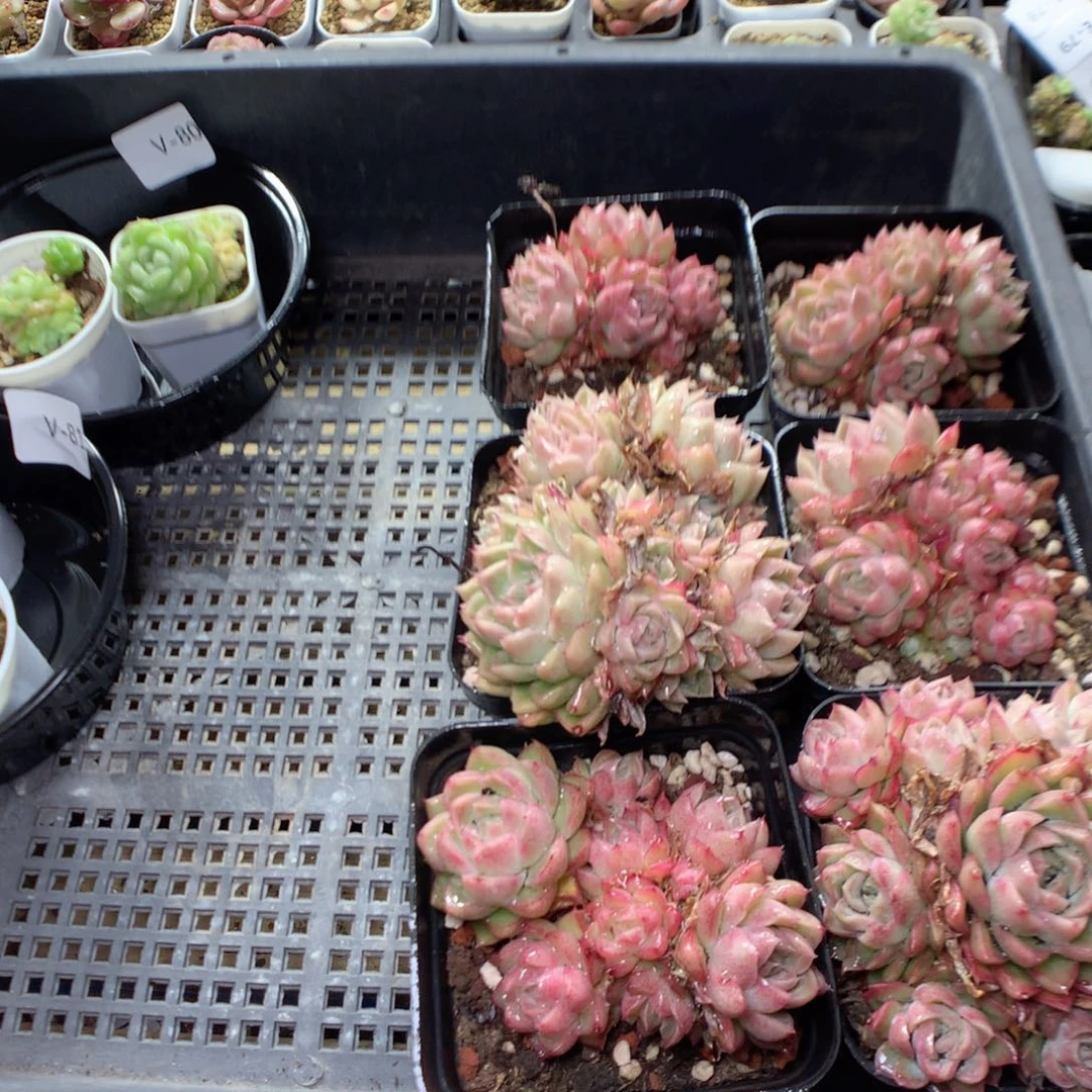 V84y y y y y y y y y y y