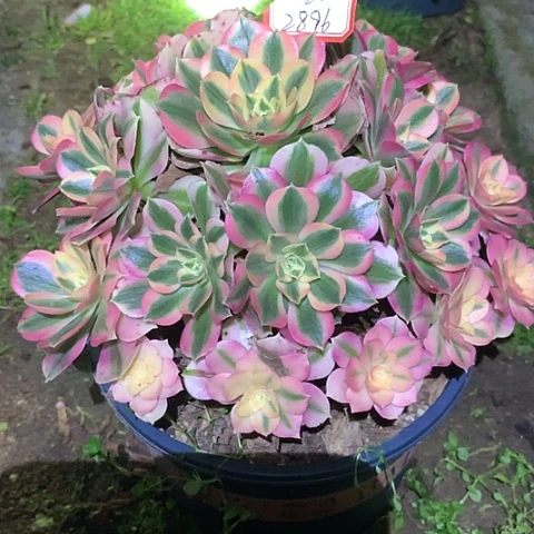 小***计2896女巫多肉植物