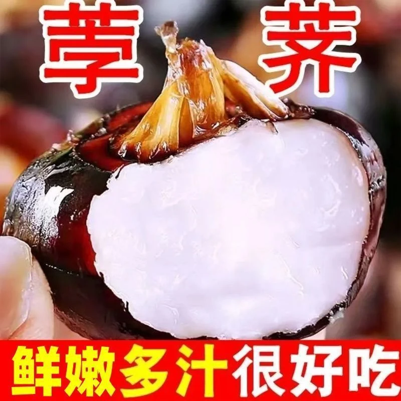 湖北新鲜红果马蹄脆甜多汁带泥发货脆甜多汁当天现挖现发水果马蹄