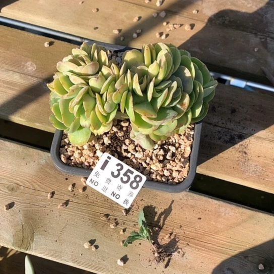 小***ε鸡蛋碧桃缀358 叶子冻伤不售后