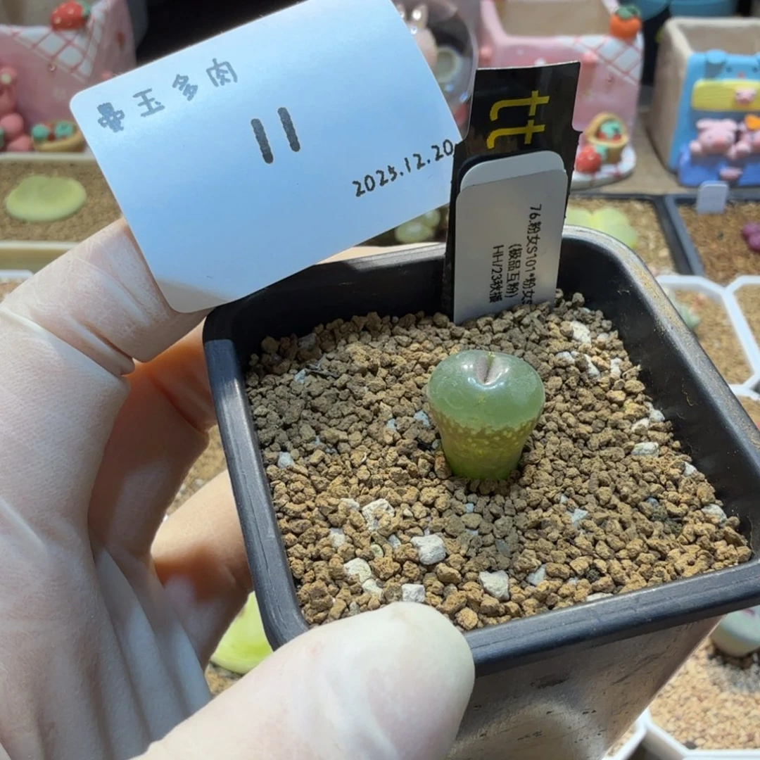 巴***鱼多肉多肉多肉12.20-011