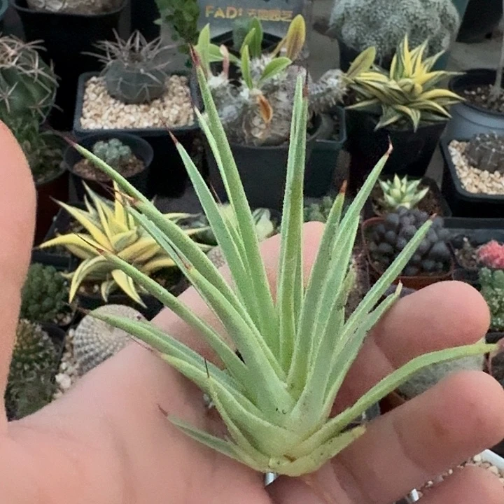263黄体姬吹上脱土发货