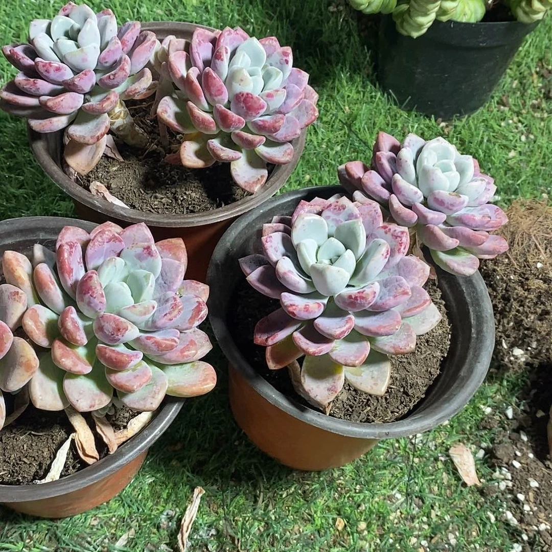双头花斑鹿1颗多肉植物