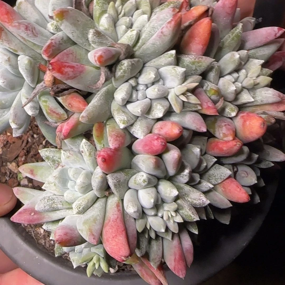 不***生20250131w不先生