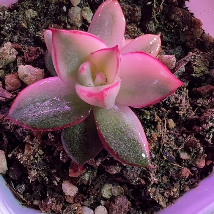 麒麟座锦多肉植物